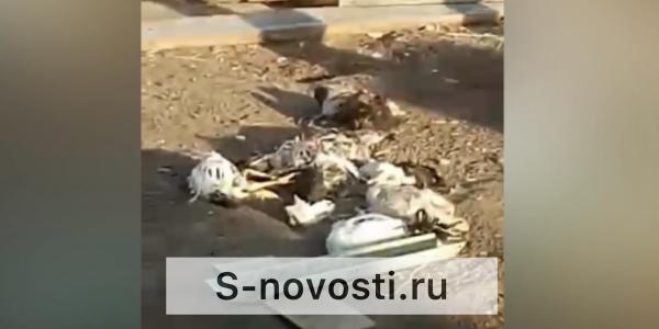 В Астраханской области бродячие собаки задушили 200 птиц в хозяйстве местного жителя