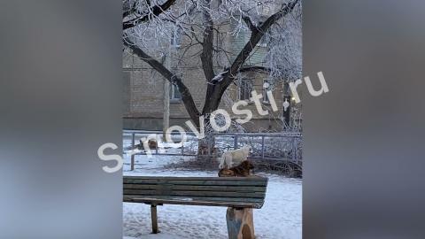 Embedded thumbnail for В Астрахани жители Трусовского района боятся отвести детей в сад из-за стаи собак
