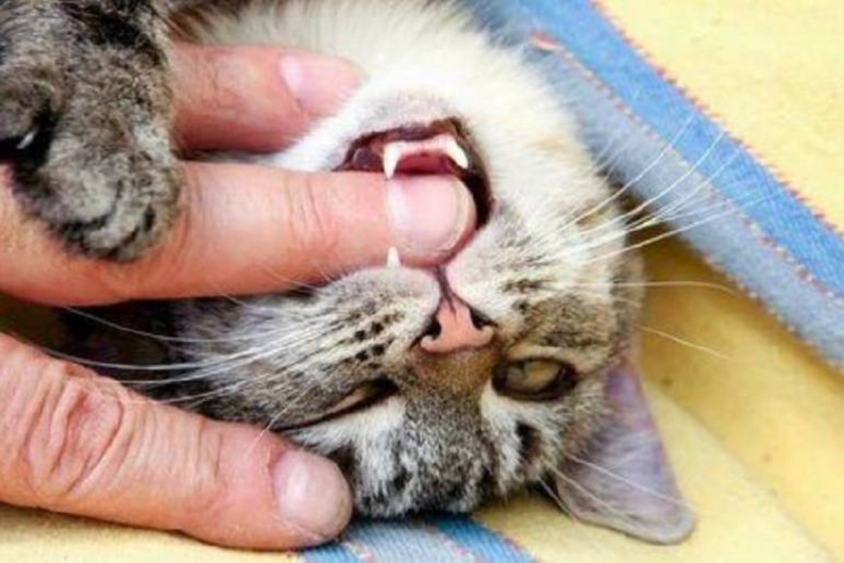 К чему снится кошка кусает за руку. Кот кусает руку.
