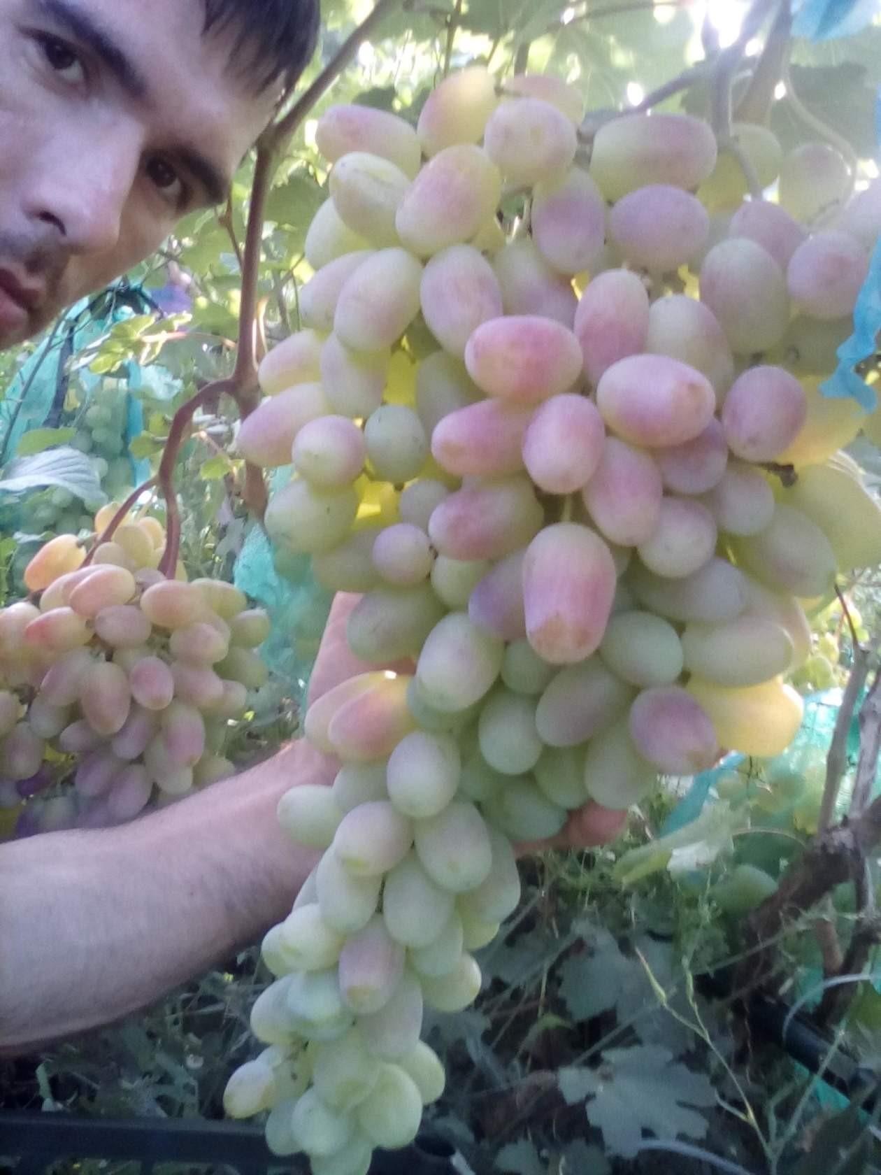 Астраханский виноградарь рассказал, как вырастить хороший урожай