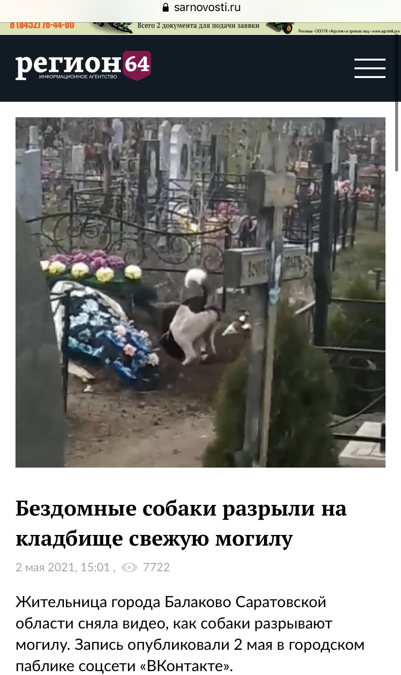 Новости о собаках с кладбища Саратовской области 