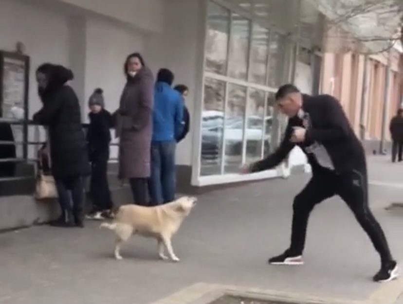 молодой человек отрабатывает бойцовские навыки на собаке 