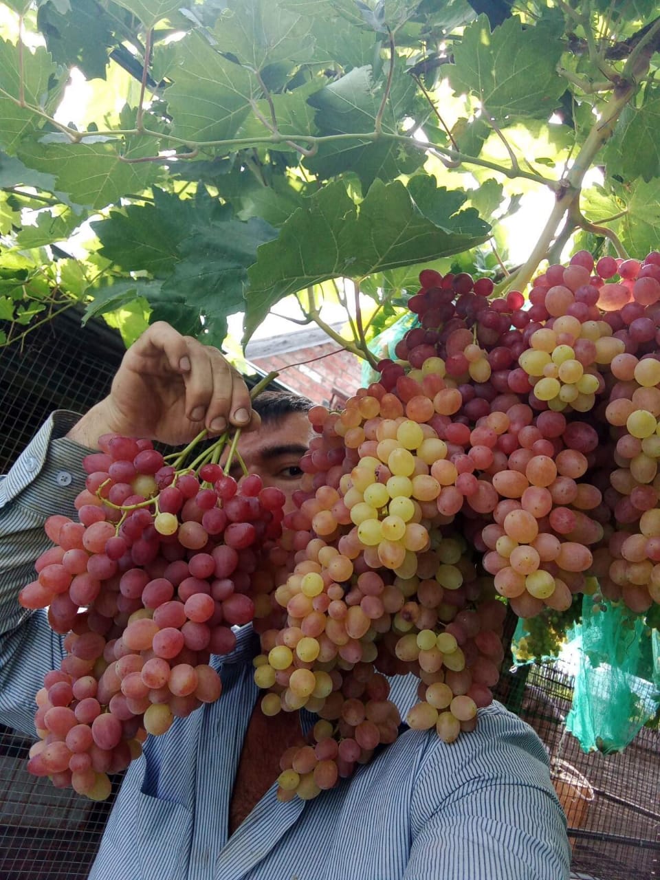 Астраханский виноградарь рассказал, как вырастить хороший урожай