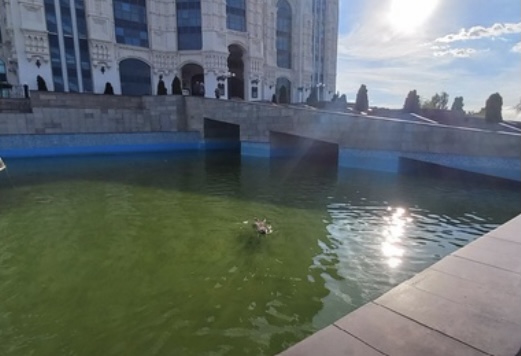 Собака в бассейне