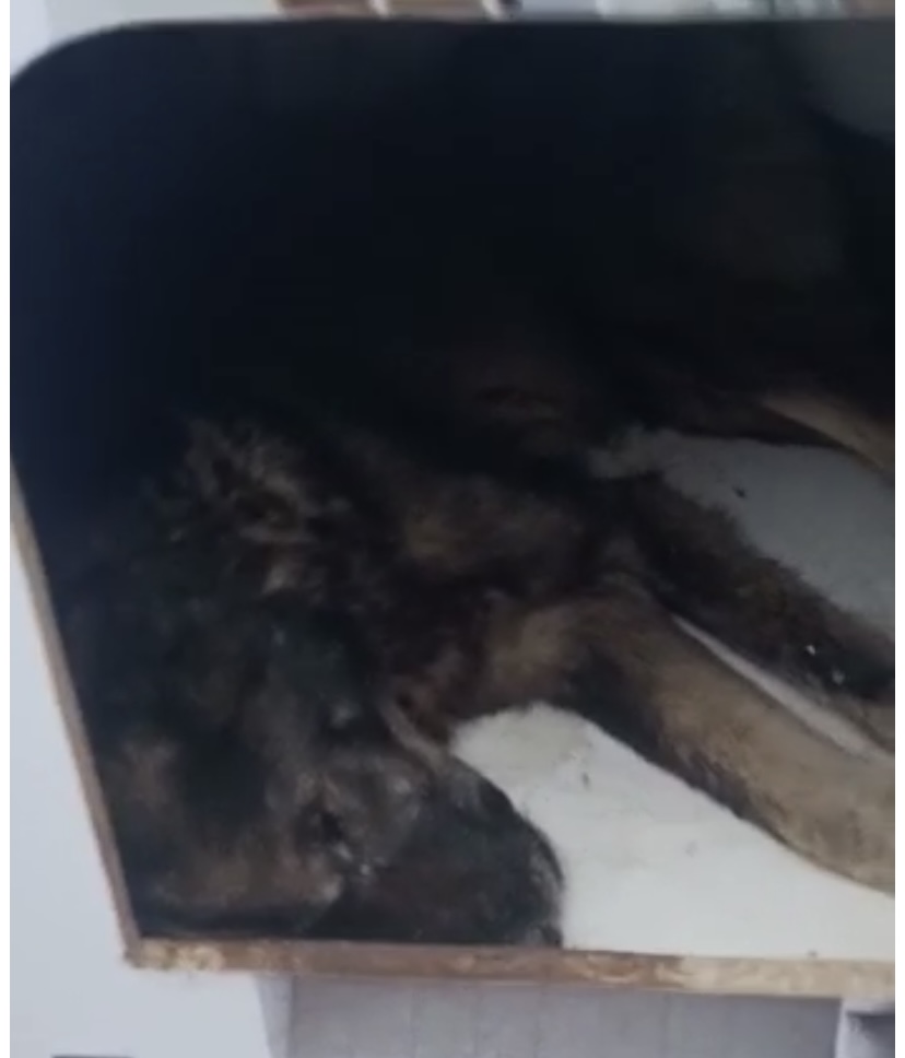 Мёртвая собака в будке «Экоприюта»