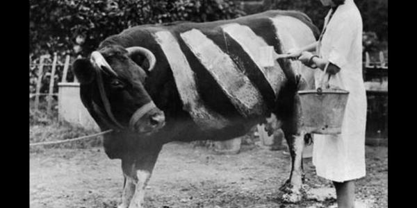 Фермер красит корову во время Второй Мировой Войны, чтобы случайно не стала жертвой наезда автомобиля, Великобритания, 1939 год.
