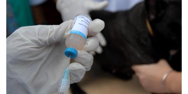 В нескольких регионах России уже привили четвероногих друзей первой в мире вакциной против коронавируса для животных