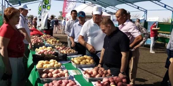 В Астраханской области выращивают почти полсотни сортов картофеля