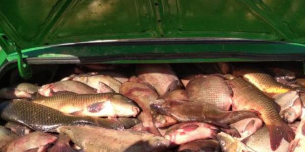 Правоохранители обнаружили в машине астраханца 70 кг рыбы