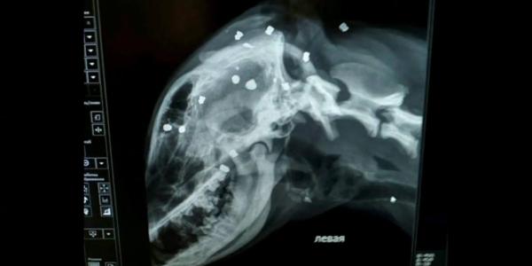 Два астраханца обстреляли бродячую собаку из пневматики