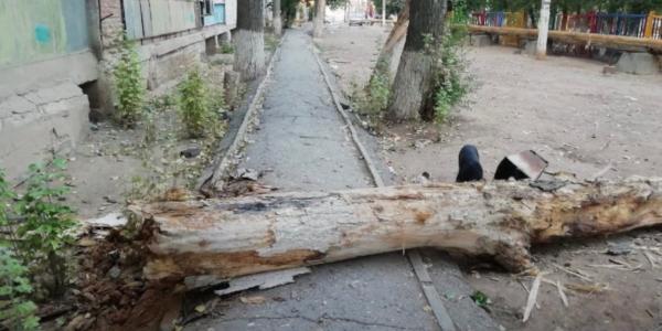В Астрахани сухое дерево рухнуло на дорогу