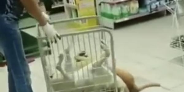 Бьющиеся в предсмертной агонии собаки отравились до происшествия в астраханском магазине