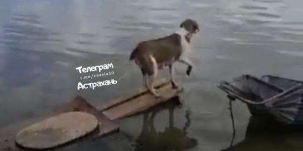 Астраханцы сняли на видео собаку, переплывающую реку, чтобы накормить щенков