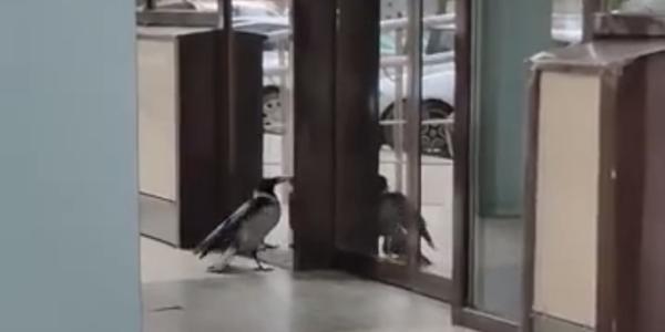 В Астрахани замечена ворона, пытающаяся проникнуть в «Пятерочку». Видео