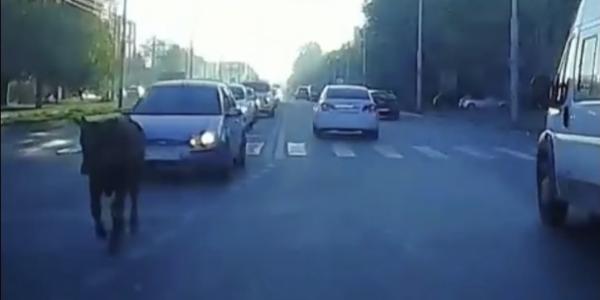 В Астрахани посреди дороги снова бегает телёнок