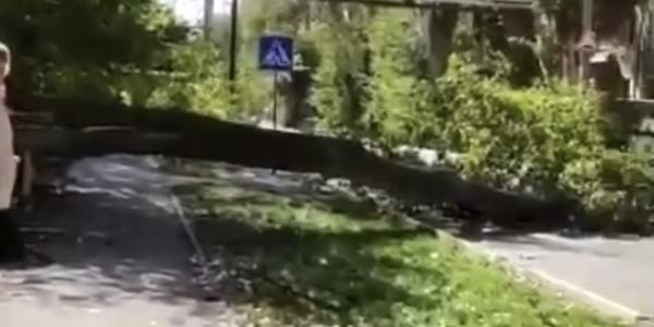 В Астрахани на дорогу снова рухнуло дерево