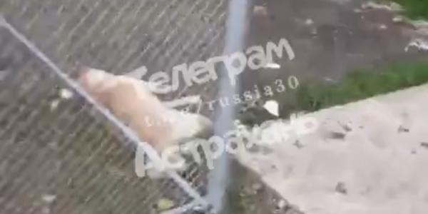 В Астрахани живодёр выбросил собаку из окна 6 этажа