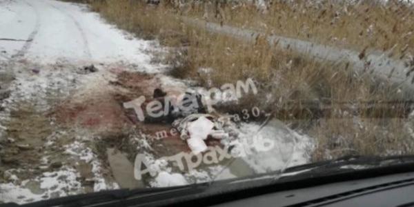 В Астрахани стая собак разорвала мужчину