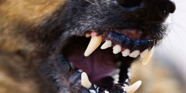 В Астрахани на территории школы собаки напали на детей