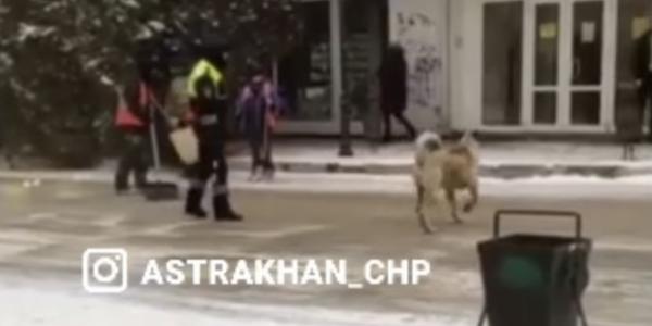 В Астрахани полицейский отогнал собак от коммунальщиков