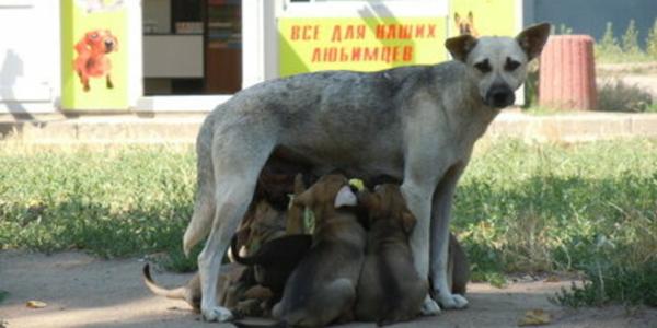 В Астрахани действует номер оперативного взаимодействия по бродячим собакам
