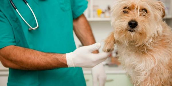 Ветеринары сообщают о нехватке препаратов для анестезии 