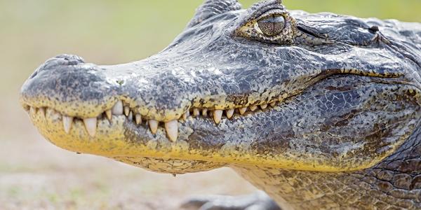 В Астраханской области разыскивается крокодил, сбежавший от полиции