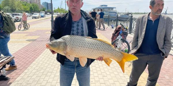 В центре Астрахани рыбаки вытащили из воды огромного сазана