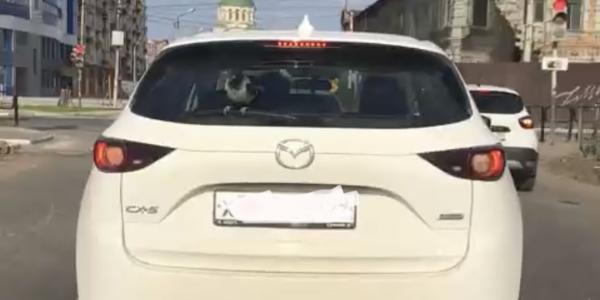 Астраханцы заметили необычного пассажира на дорогах города