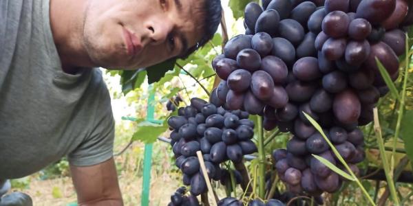 Можно ли в Астрахани вырастить хороший виноград