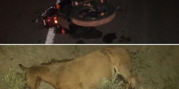 В Астраханской области лошадь на ночной дороге снова стала причиной ДТП