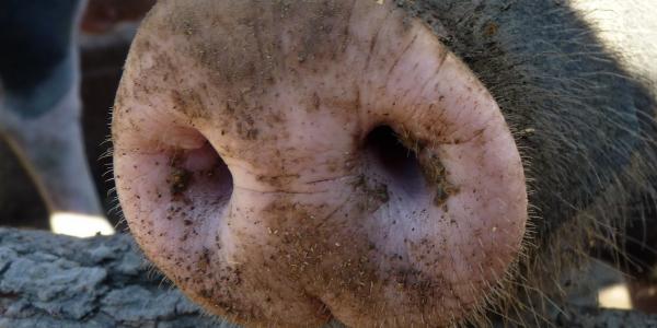 В Астраханской области из-за африканской чумы изымают свиней
