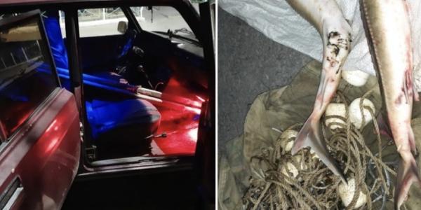 В Астраханской области дорожные полицейские нашли в салоне автомобиля две стерляди