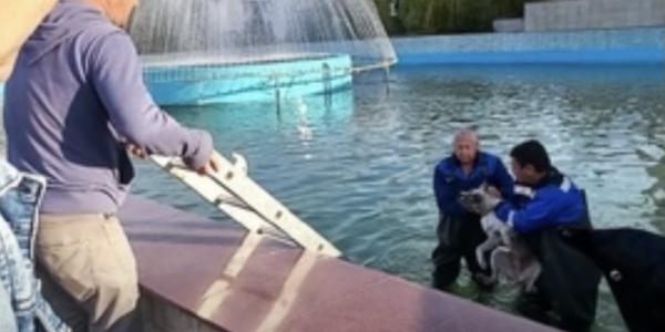 В Астрахани вытащили тонувшую бродячую собаку из бассейна