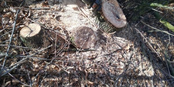 В Астраханской области местный житель незаконно вырубил 51 дерево на территории сельсовета