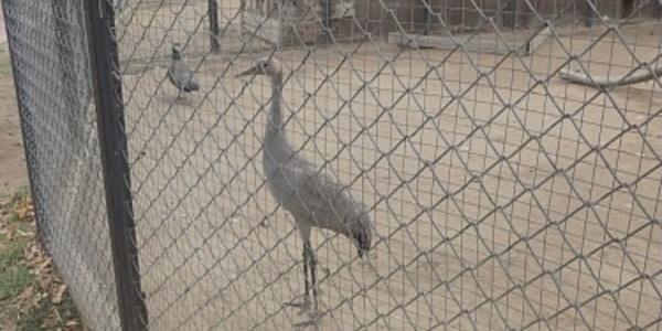 В Астраханской области инспекторы Росприроднадзора проверили состояние птиц, спасённых из дикой природы