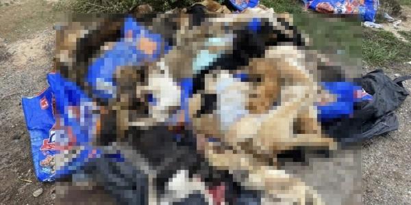 Выяснились новые детали о 60 зверски убитых собаках в Астрахани