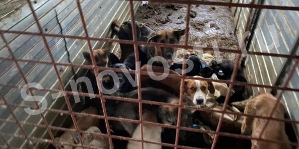 В Астрахани закрывали глаза на нарушения в скандально известном приюте для собак