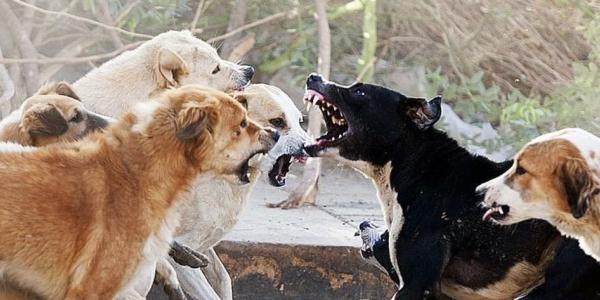 В Астраханской области бродячие собаки стали чаще кусать несовершеннолетних