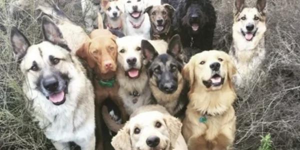 В Астраханской области планируют построить новый приют для собак