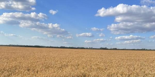 Предприятие «Астраханский рисовод» закупило беспилотники для ухода за полями 