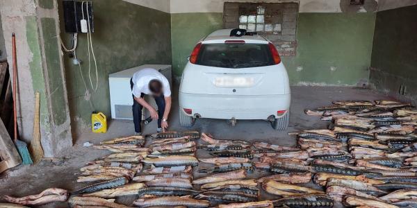 В Астрахани задержали двоих мужчин с 279 особями краснокнижных рыб 