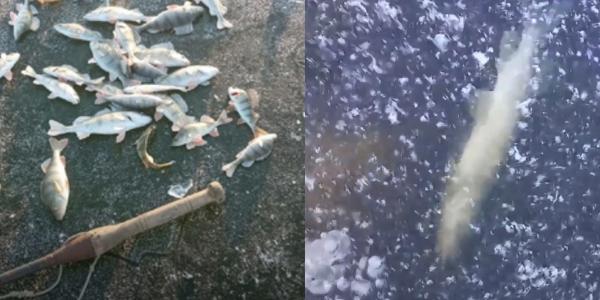 В Астрахани рыбаки бьют тревогу из-за замора рыбы в ериках