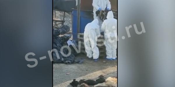 В Астрахани обнаружено ещё 109 трупов собак из скандально известного «Экоприюта» 