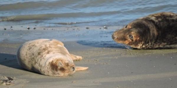 На берегу Каспийского моря в Дагестане обнаружено 700 трупов тюленей 