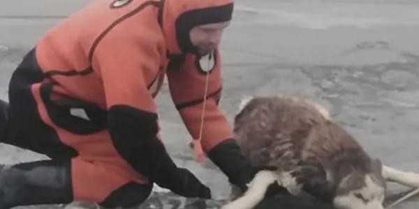 В Астрахани спасатели вытащили собаку из ледяной протоки