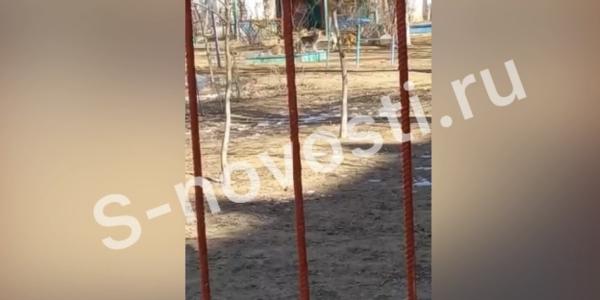 Жители Трусовского района боятся отвести детей в сад из-за стаи собак  