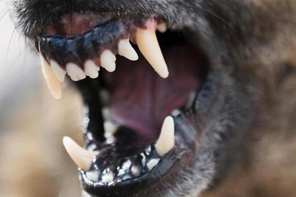 нападение бродячих псов на домашний скот