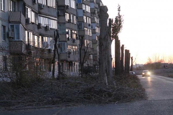В Астрахани продолжают "по-варварски" опиливать деревья