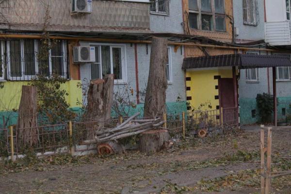 В Астрахани продолжают "по-варварски" опиливать деревья